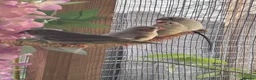 Finches birds for sale: Zebra Finch Chicks - Advert 6