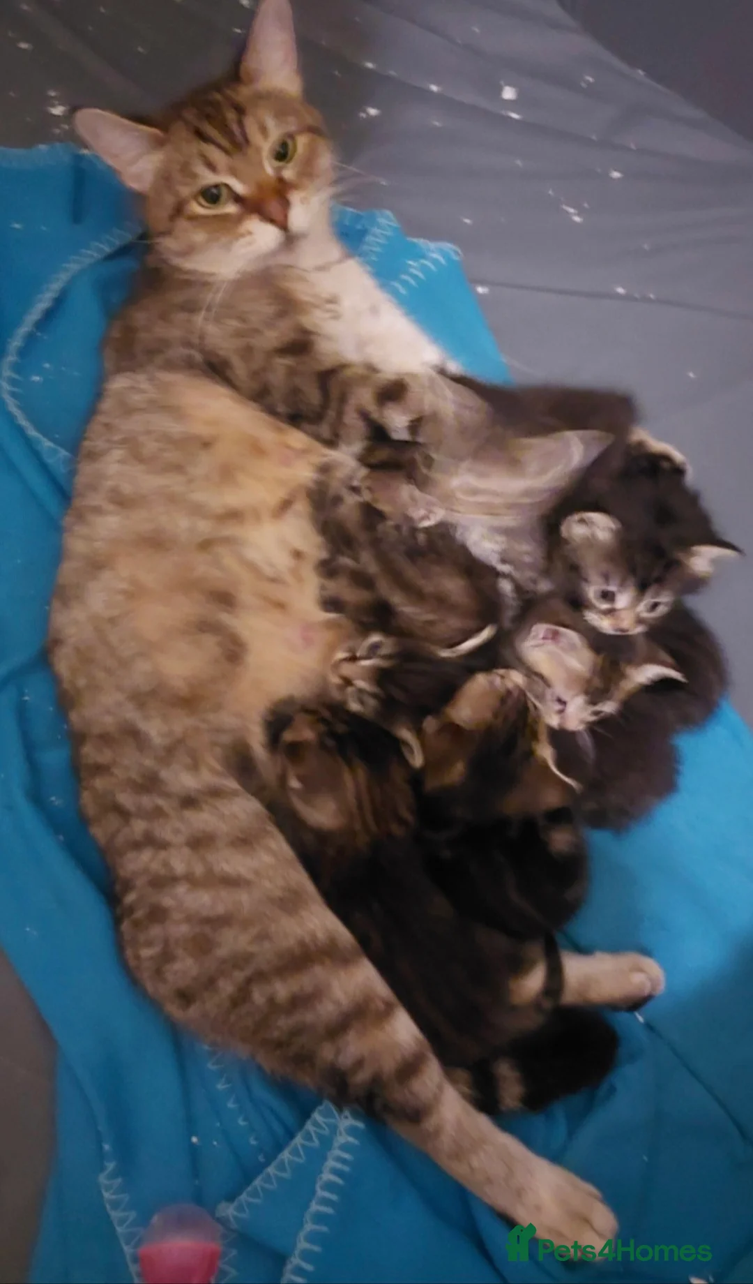 Mixed Breed cats for sale: Beautiful silver tabby kittens - Advert 16