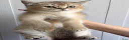 British Shorthair cats for sale: READY TO GO British Shorthair Golden Kittens  - Advert 23