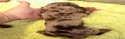 Miniature Dachshund dogs for sale: Beautiful long haired miniature dachshunds - Advert 12