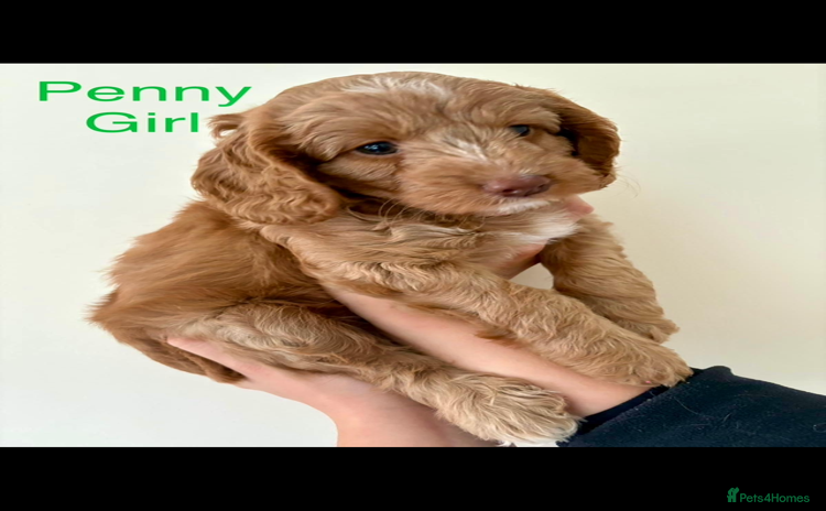 Cockapoo dogs - Advert 6