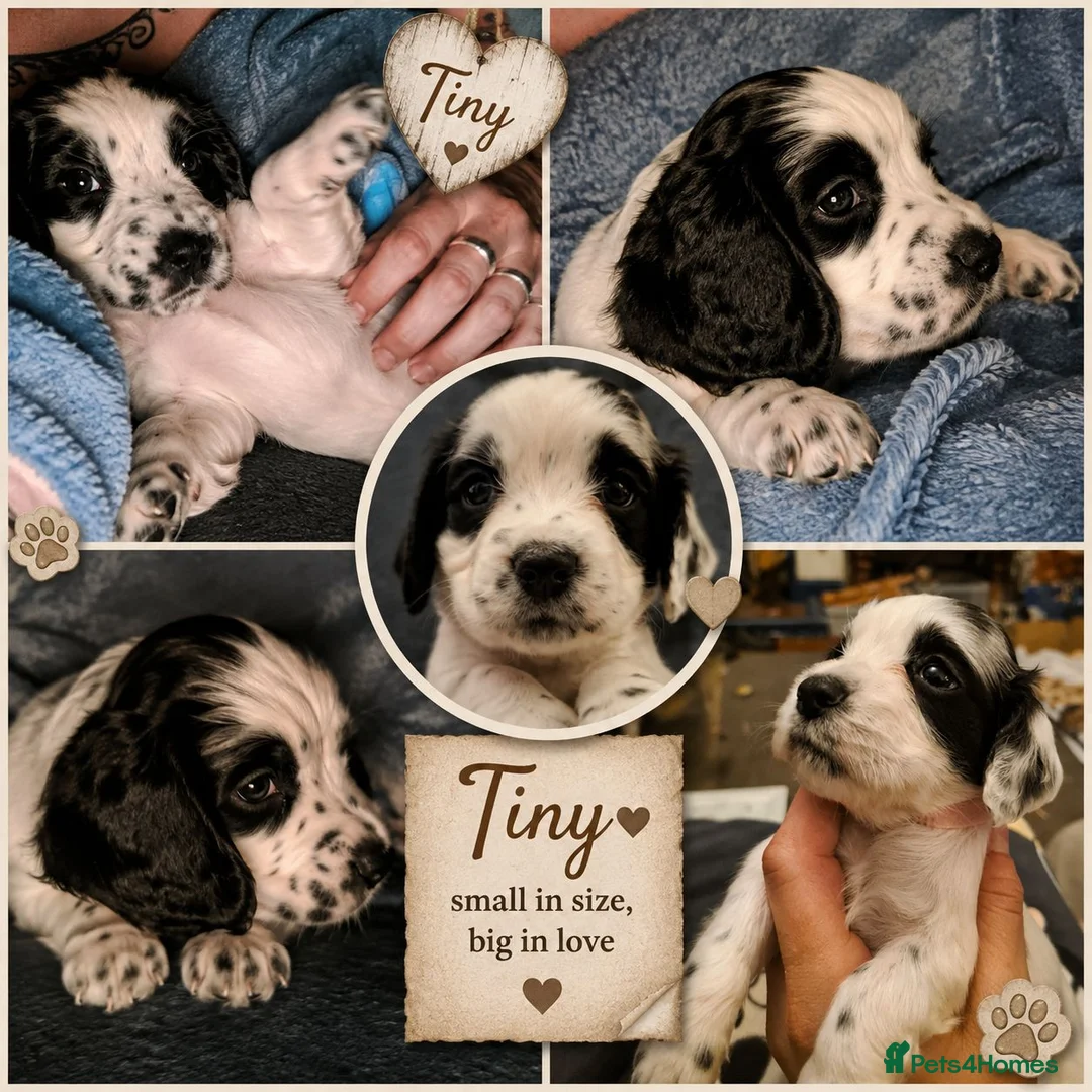 Cocker Spaniel dogs for sale: Cocker spaniel puppies due  - Advert 2