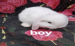 Mini Lop rabbits for sale: Mini lop baby rabbits - Image 4