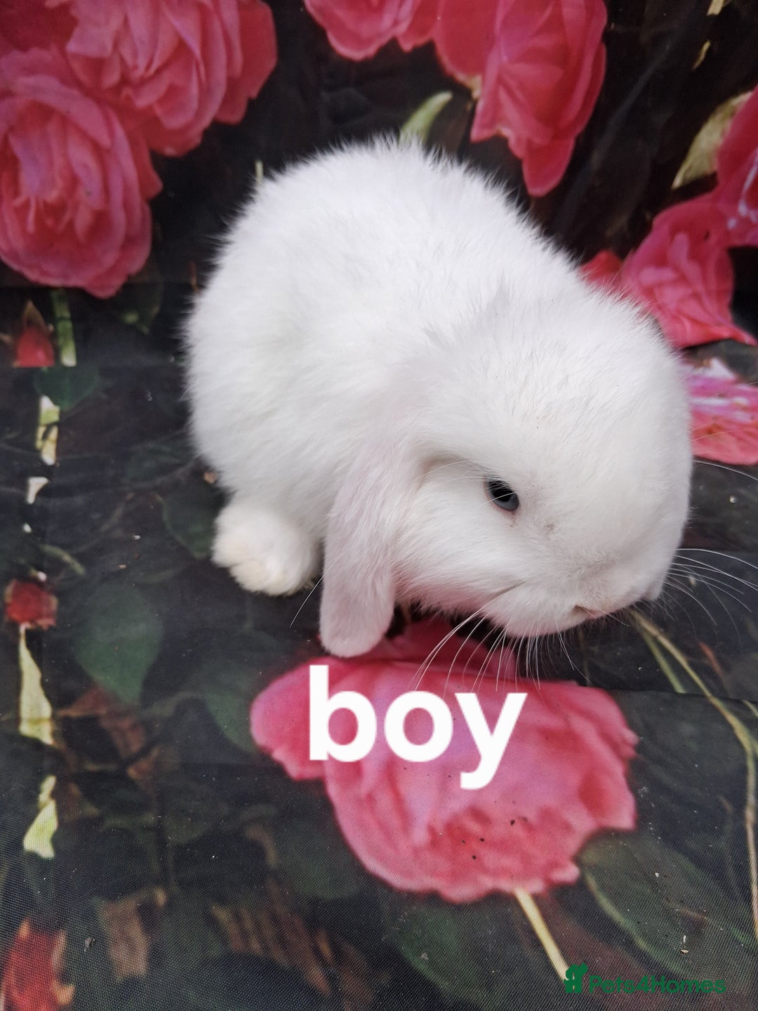 Mini Lop rabbits for sale: Mini lop baby rabbits - Image 4
