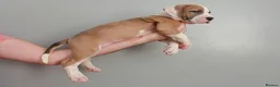 American Bulldog dogs for sale: American Bulldog Puppies - Advert 5