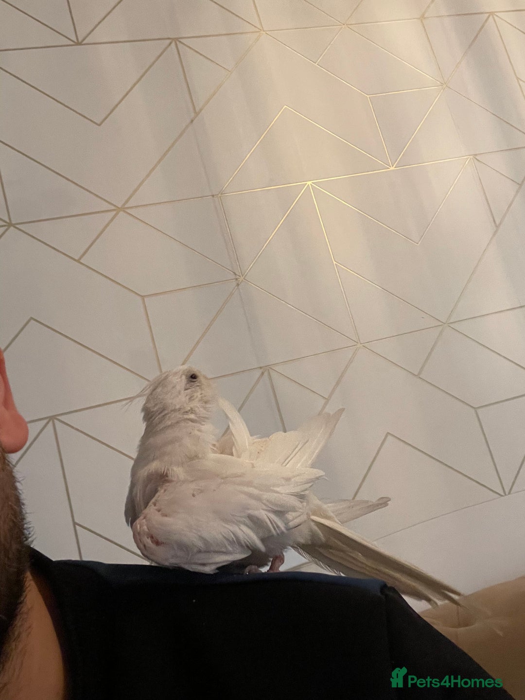 Cockatiels birds for sale: Male and female tame white cocktails for sell  - Advert 6