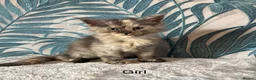 Maine Coon cats for sale:  Gorgeous Maincoon kittens  - Advert 14