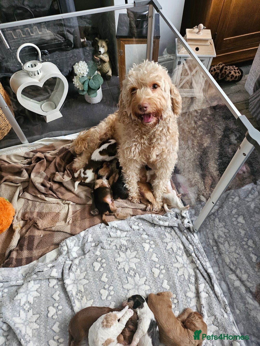 Cockapoo dogs for sale: Only one female cockerpoo reduced  - Advert 9