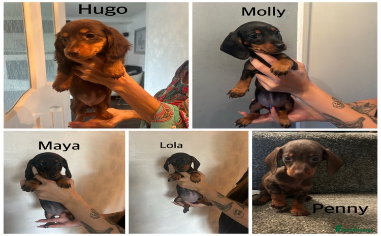 Miniature Dachshund dogs in Liverpool - Advert 4