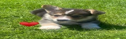 Welsh Corgi Pembroke dogs for sale: Gorgeous RKC reg corgi's DNA health tested parents - Advert 8