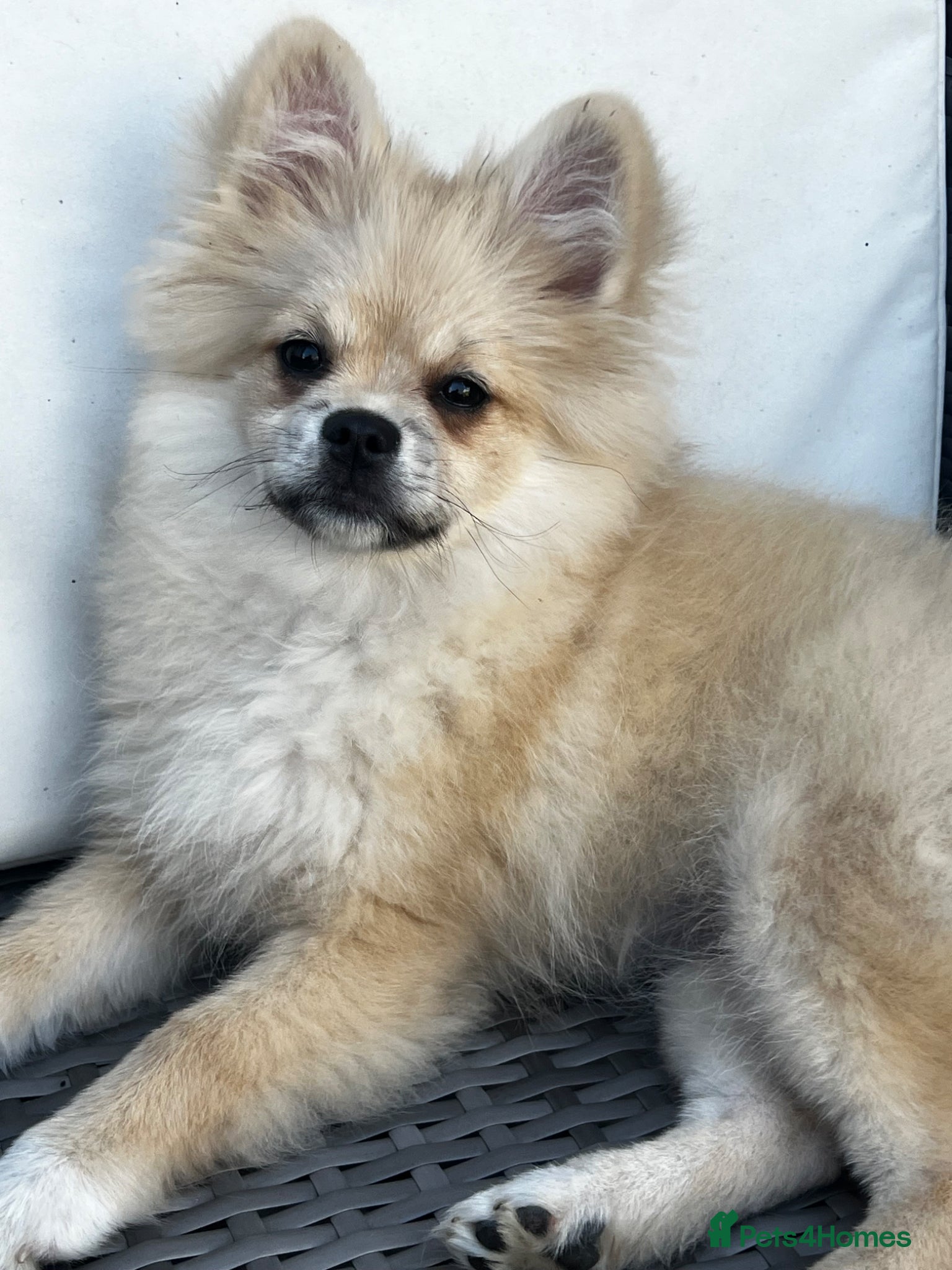 Pomeranian dogs 18 week old Pomeranian puppy - Advert 1