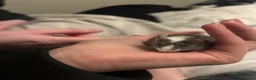 Mouse rodents for sale: 5 fluffy female mice - Advert 11