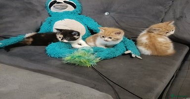 Persian cats - Advert 6