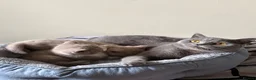 British Shorthair cats for sale: British Shorthair Kittens for Sale - Advert 18
