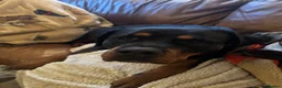 Rottweiler dogs for sale: KC Registered German Rottweiler Puppies - Advert 6