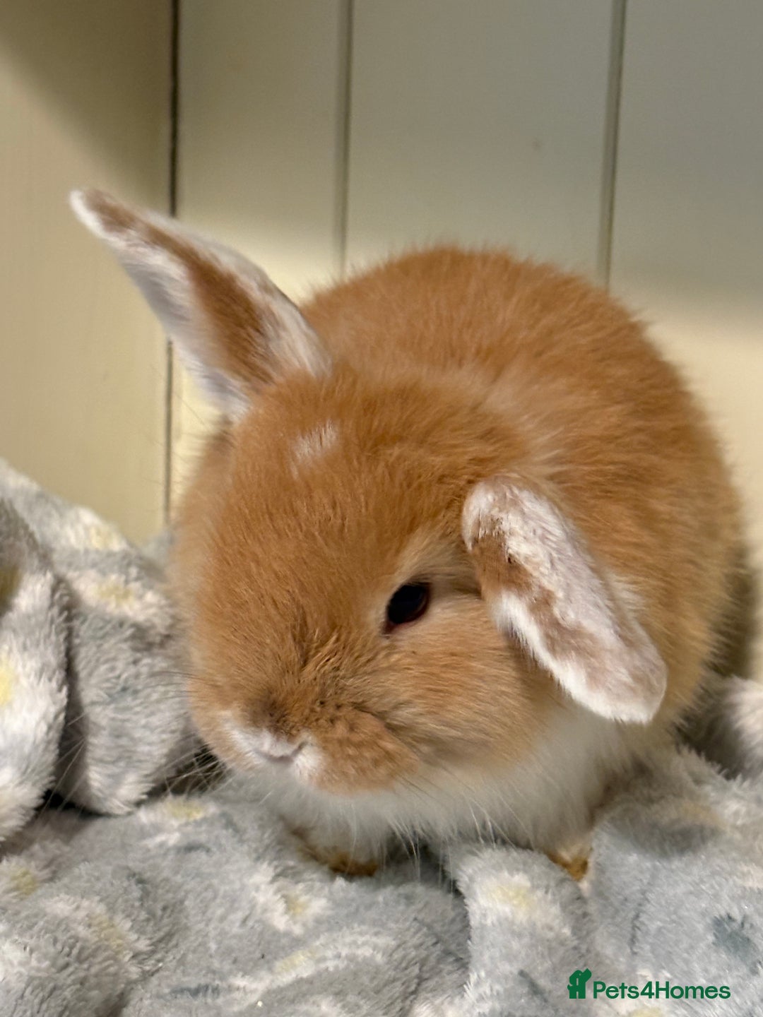 Mini Lop rabbits for sale: Vaccinated/raised indoors, mini lops and lion lop  - Advert 8