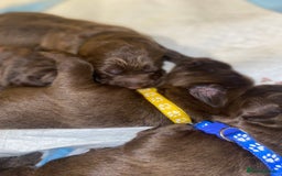 Mixed Breed dogs for sale: Beautiful Family-Raised Sheprador Puppies - Image 13