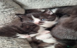 Mixed Breed cats for sale: STUNNING KITTENS  - Image 4