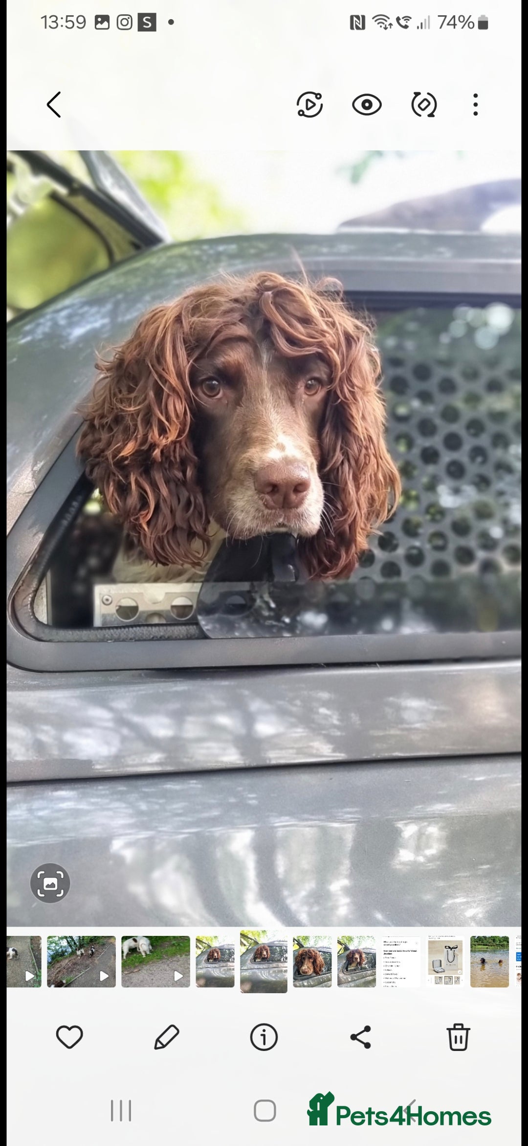 English Springer Spaniel dogs for stud: KC- HEALTH TESTED - STUD SPRINGER SPANIEL  - Advert 3