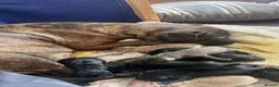 Mixed Breed reptiles for sale: Mixed breed pups for sale  - Advert 2