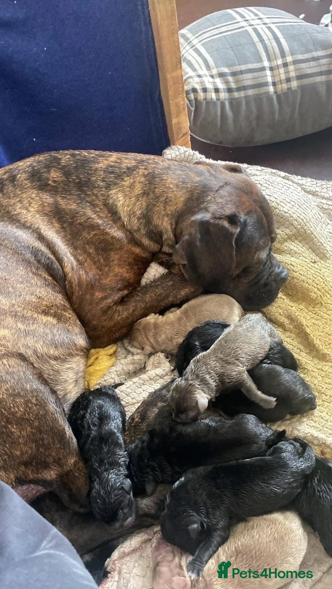 Mixed Breed reptiles for sale: Mixed breed pups for sale  - Advert 2
