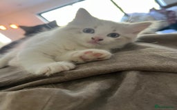 Mixed Breed cats for sale: White and dappled little girl  - Image 5