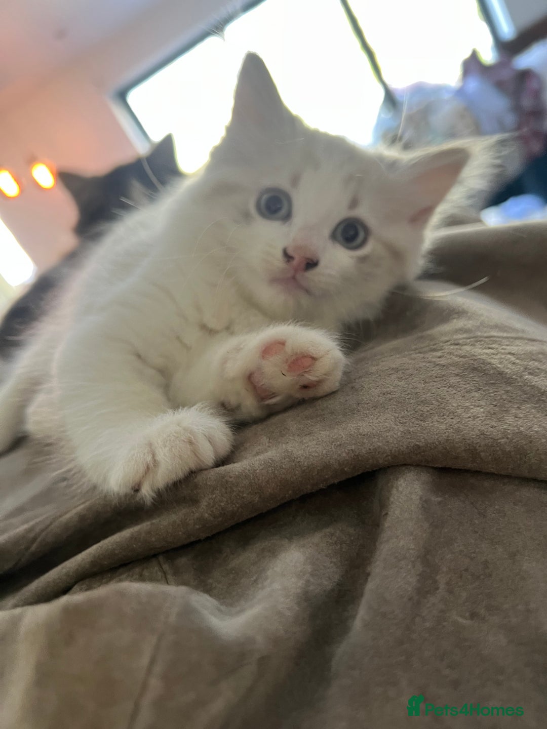 Mixed Breed cats for sale: White and dappled little girl  - Image 5