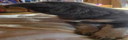 Chihuahua dogs for sale: Gorgeous Chiuahaha pups! - Advert 6