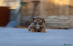 Cocker Spaniel dogs for sale: Cocker spaniel puppies  - Advert 9