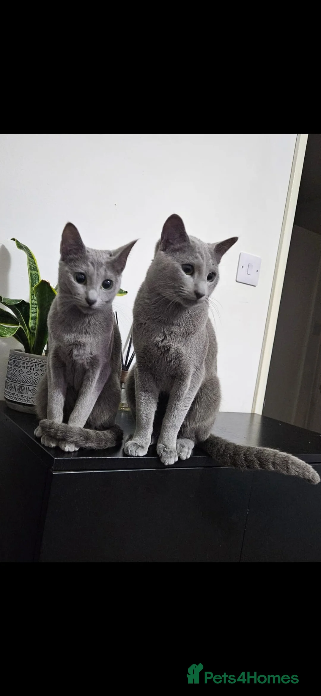 Russian Blue cats for sale: Rusian blue in Spalding - Advert 2