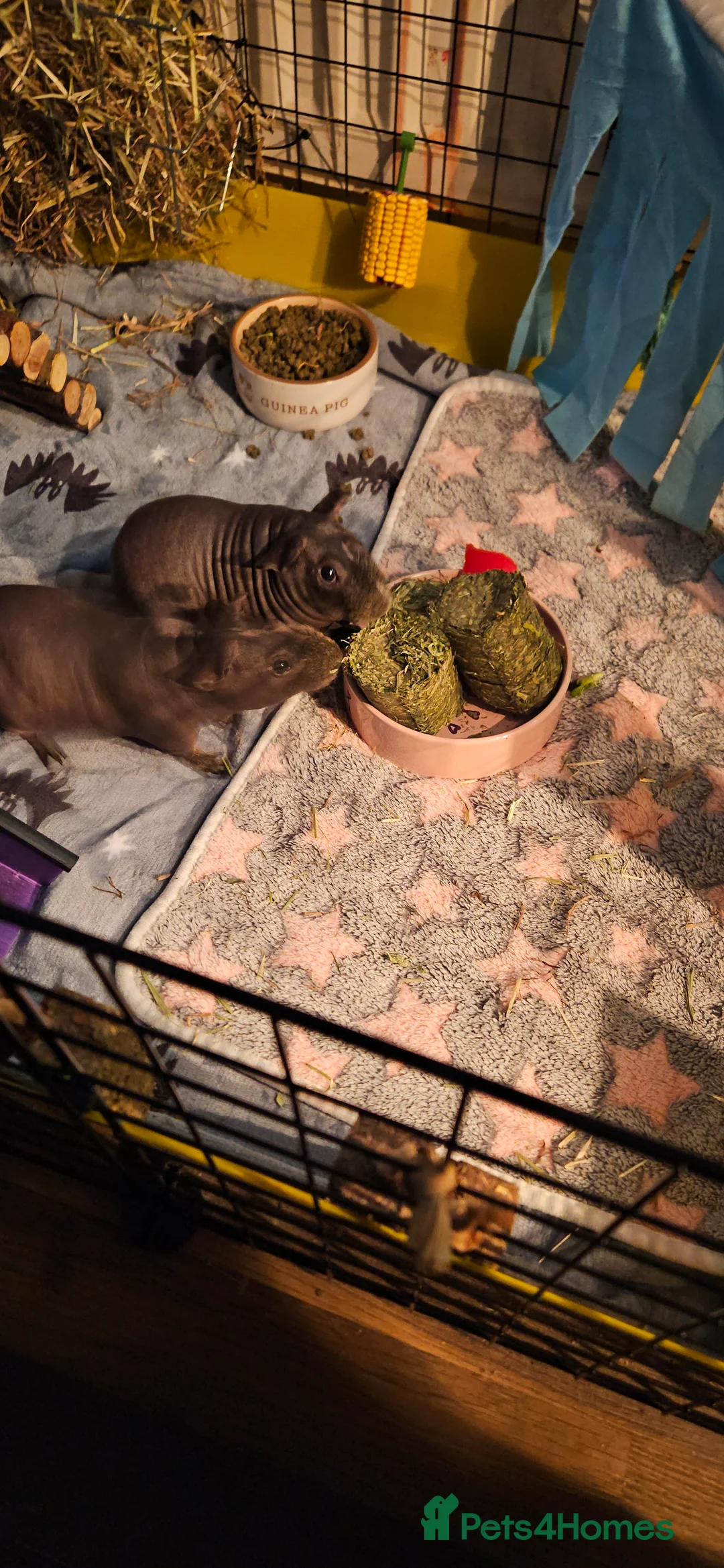 Guinea Pig rodents for sale: 2 male skinny pigs  - Advert 4