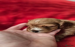 Cavapoo dogs for sale: Cavapoo male for sale. - Image 2