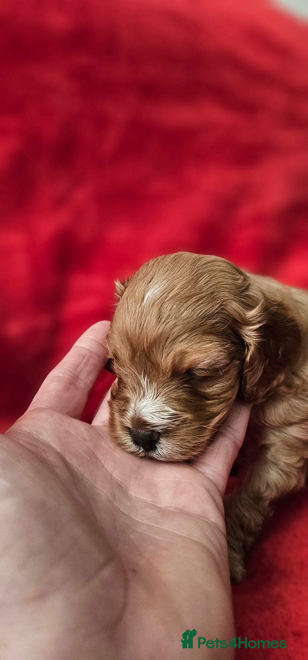 Cavapoo dogs for sale: Cavapoo male for sale. - Image 2