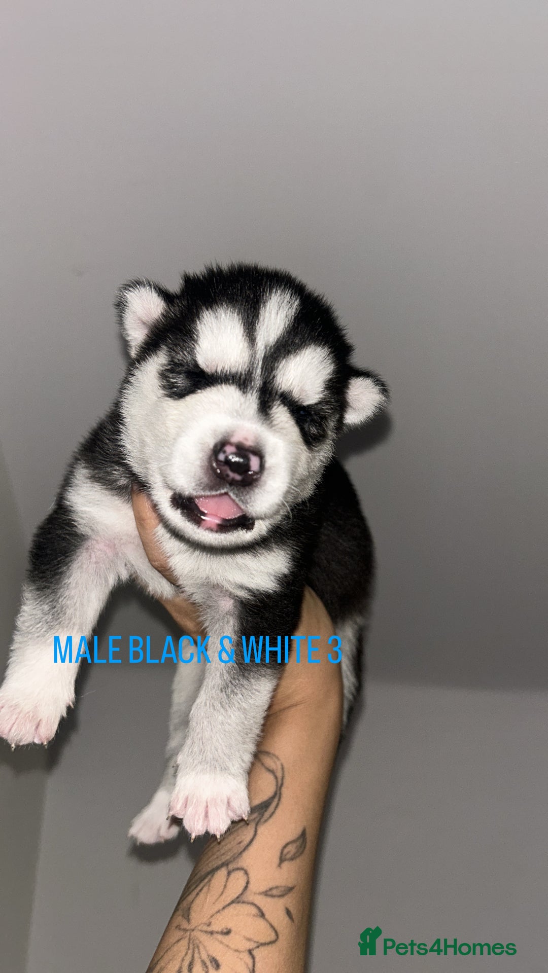 Siberian Husky dogs for sale: STUNNING PURE SIBERIAN HUSKY PUPPIES  - Advert 14