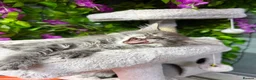 Maine Coon cats for sale: Mainecoon  - Advert 3