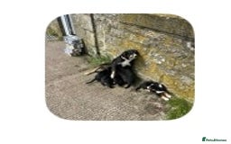 Border Collie dogs for sale: Border Collie Pup Dahlia  - Image 8