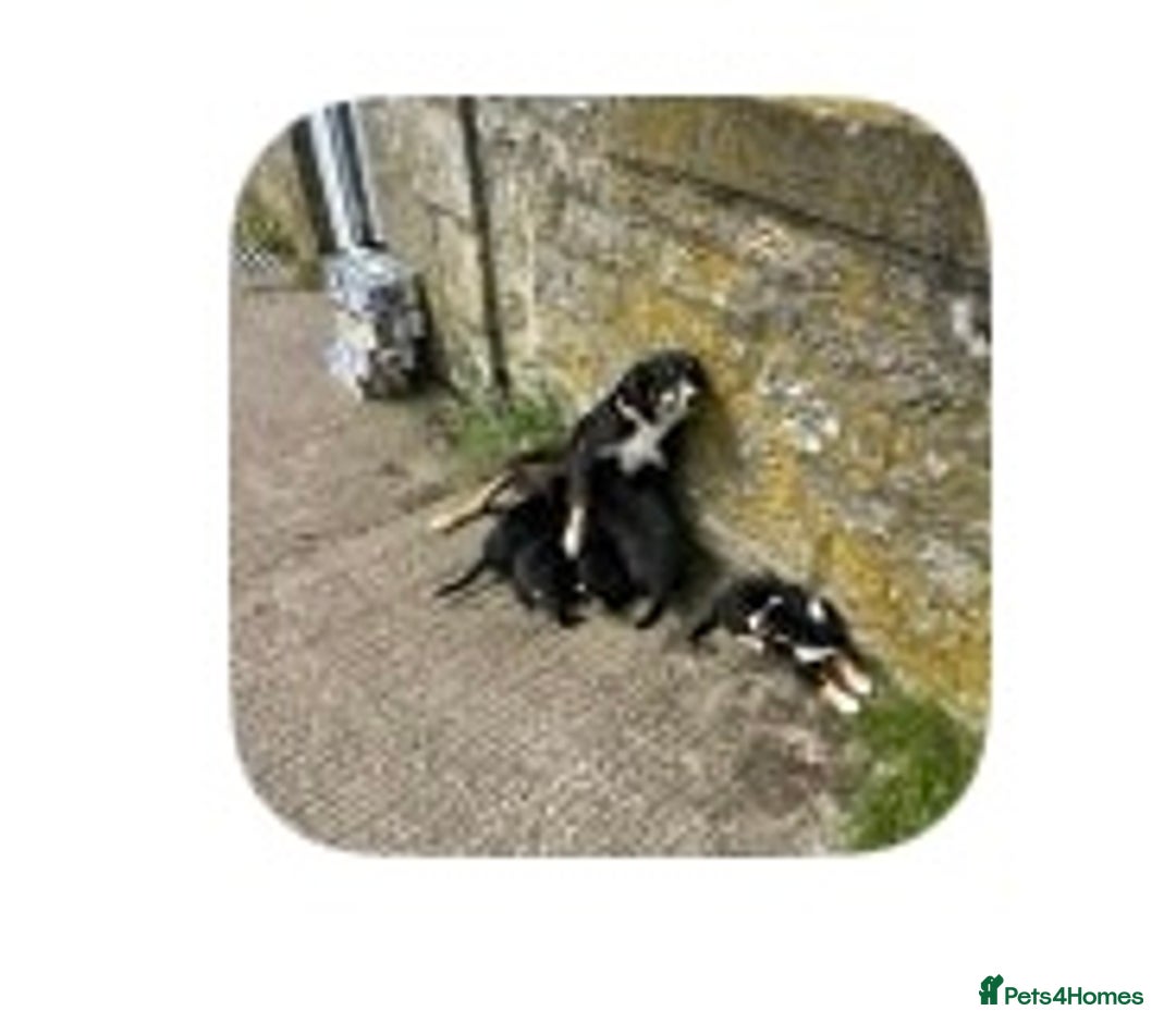 Border Collie dogs for sale: Border Collie Pup Dahlia  - Image 8