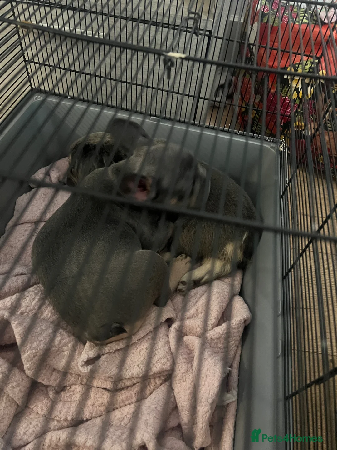 French Bulldog dogs for sale: French bulldog  in Merthyr Tydfil - Advert 2