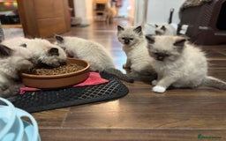 Ragdoll cats for sale: Pure Fluffy Ragdoll kittens - Image 14