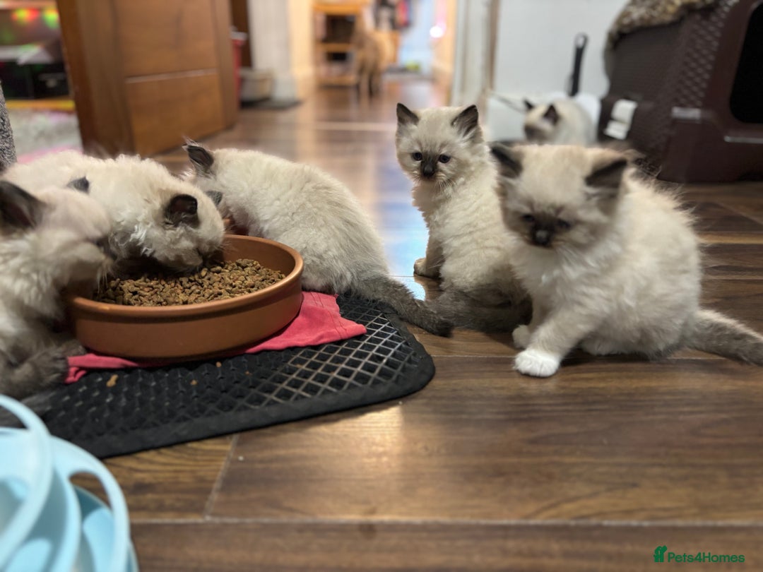 Ragdoll cats for sale: Pure Fluffy Ragdoll kittens - Image 14