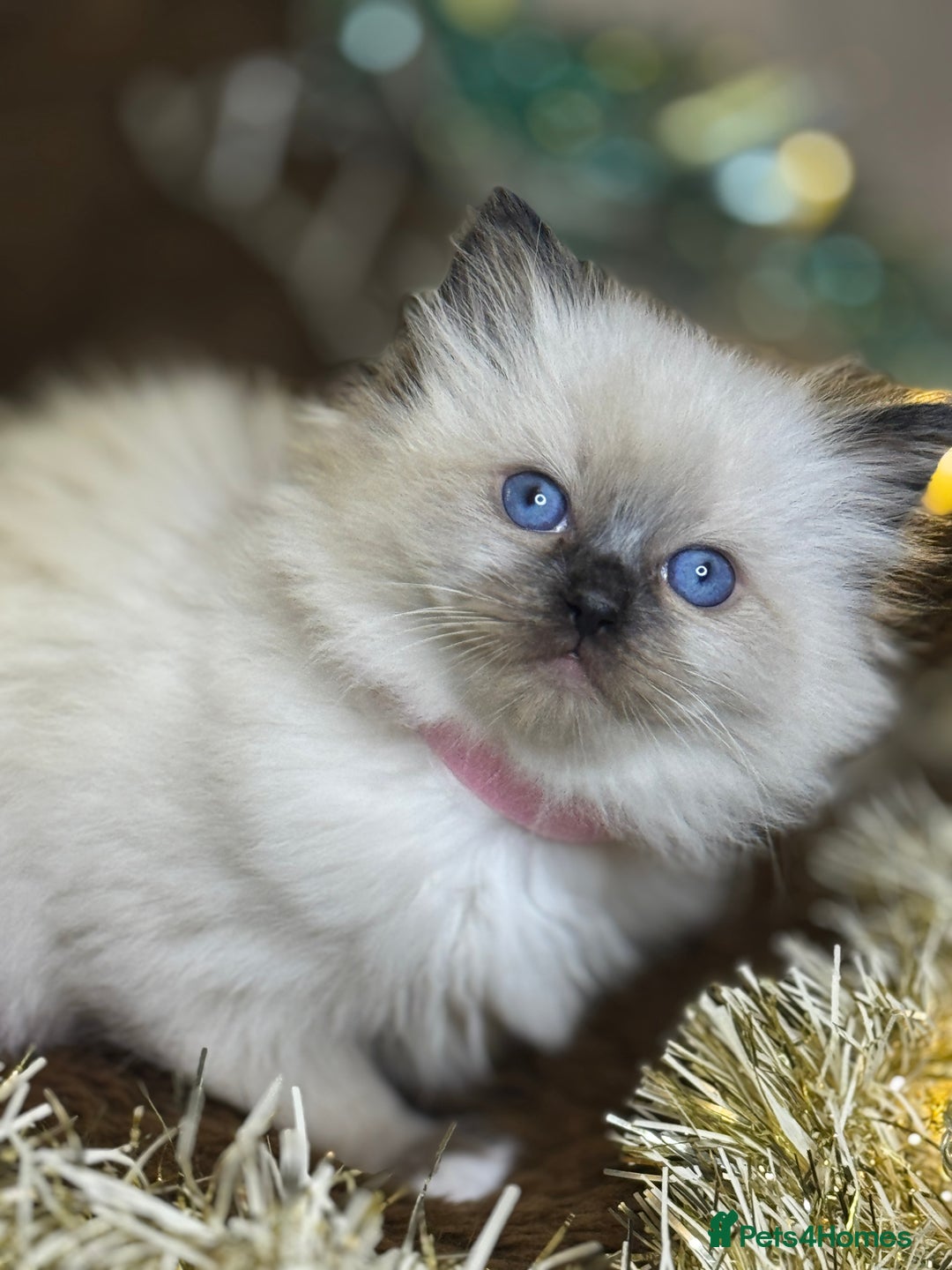 Ragdoll cats for sale: GCCF Pure Ragdoll Seal/Blue Point Lynx Mitted - Advert 25