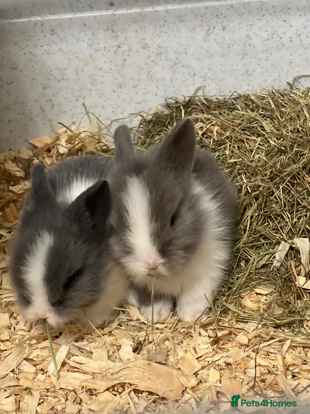 Lionhead rabbits for sale: Double Lionhead Baby Rabbits - Advert 5