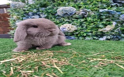 Mini Lop rabbits for sale: Beautiful Blue litter of Mini Lops  - Advert 1