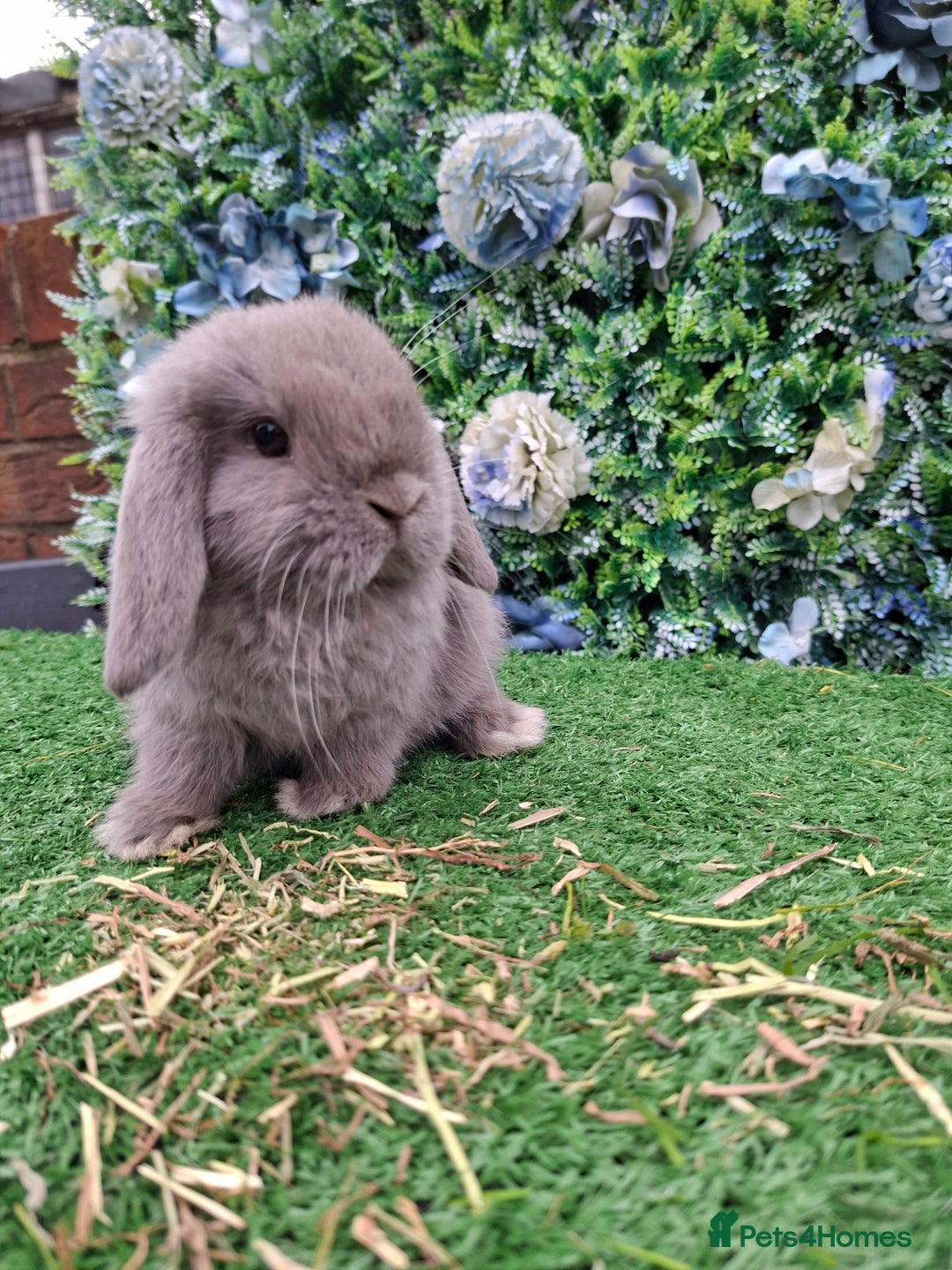 Mini Lop rabbits for sale: Beautiful Blue litter of Mini Lops  - Advert 1