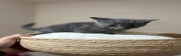 Mixed Breed cats for sale: THREE ADORABLE KITTENS LOOKING FOR LOVING HOMES! in Slough - Advert 15