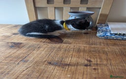 Mixed Breed cats for sale: 7 kittens ready for their forever home - Image 4