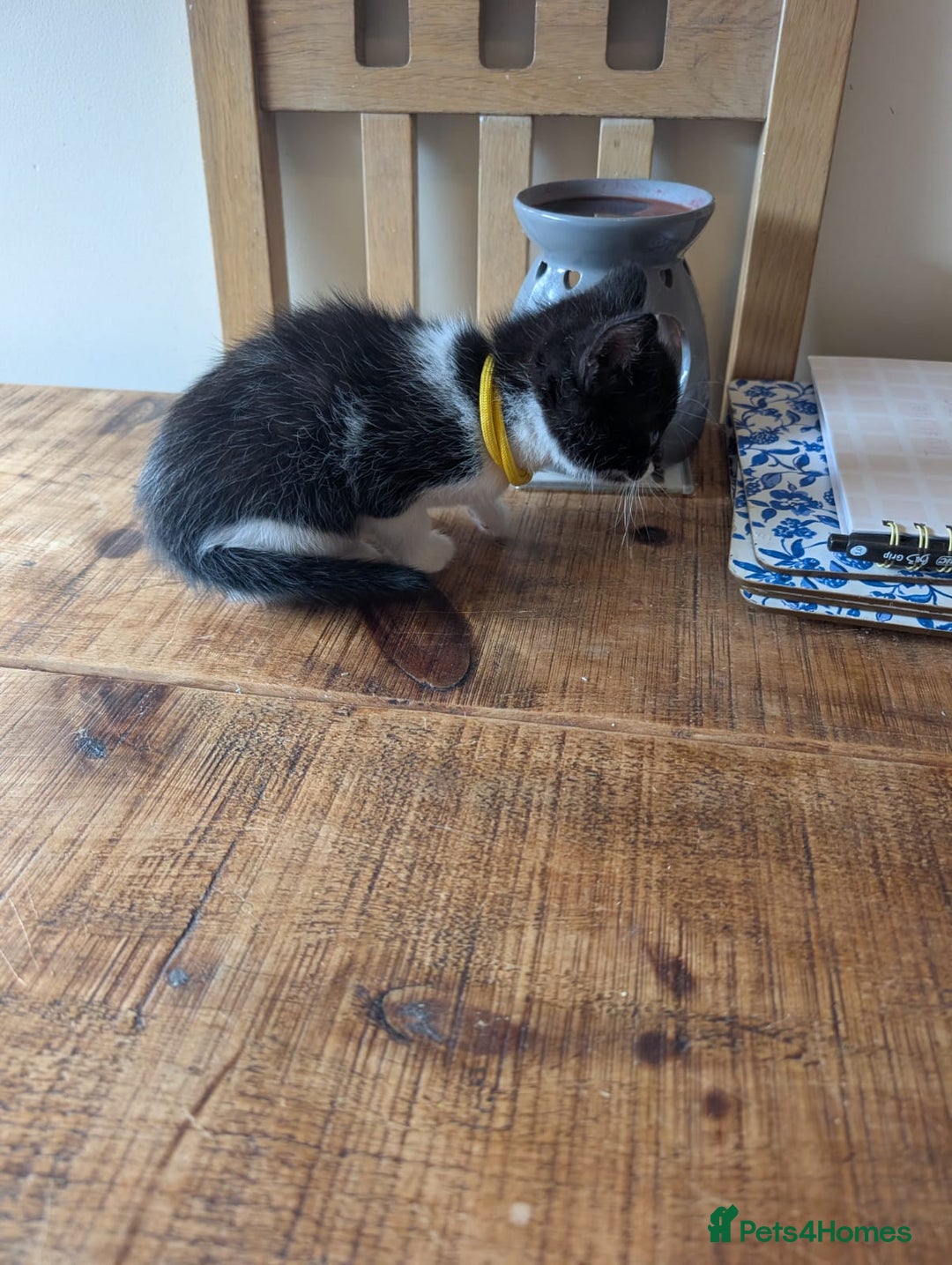 Mixed Breed cats for sale: 7 kittens ready for their forever home - Image 4