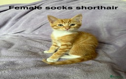 Mixed Breed cats for sale: Beautiful, friendly gingers! - Image 16