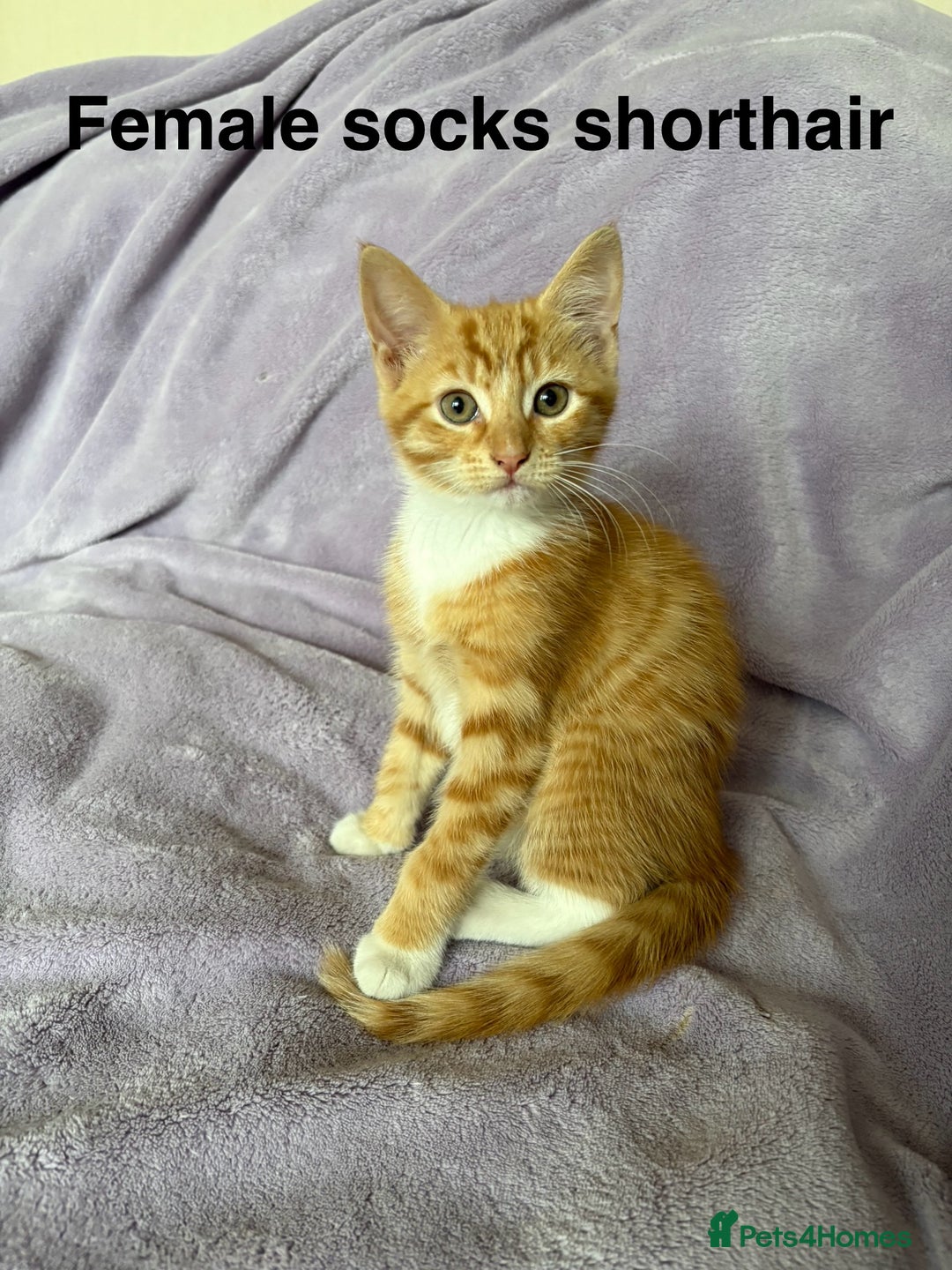 Mixed Breed cats for sale: Beautiful, friendly gingers! - Image 16