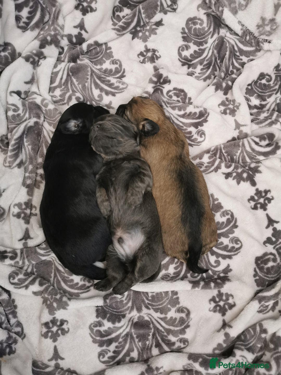 Mixed Breed dogs for sale: Little bundles of schweenie love!  - Image 18